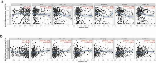 Figure 6. Immue infiltration linked to SLC45A2 and SLC45A3 in melanoma (TIMER): (a). The expression of SLC45A2 was significantly correlated with the infiltration of CD8 + T cells(p = 4.86e-03), macrophages(p = 1.59e-05), and neutrophils(p = 2.64e-08) in melanoma. (b).The expression of SLC45A3 was significantly correlated with the infiltration of B cells(p = 9.79e-03), macrophages(p = 4.24e-04) in melanoma