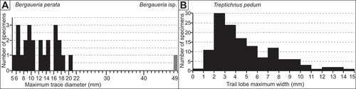 Figure 8. Histograms of burrow diameters for selected trace fossils from the “lower siltstone” interval of the Torneträsk Formation. A. Maximum burrow diameters of Bergaueria perata (black bars: 24 specimens) and Bergaueria isp. (grey bar: 1 specimen). B. Maximum lobe diameters of Treptichnus pedum burrows for 136 specimens