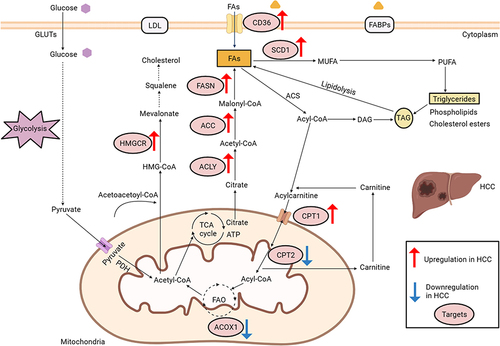 Figure 1 Deregulated alterations of fatty acid and cholesterol metabolism in hepatocellular carcinoma. The glycolysis pathway: GLUTs, glucose transporters; PDH, pyruvate dehydrogenase. Cholesterol metabolism: HMG-CoA, 3-hydroxy-3-methylglutaryl coenzymeA; LDL, low density lipoprotein.