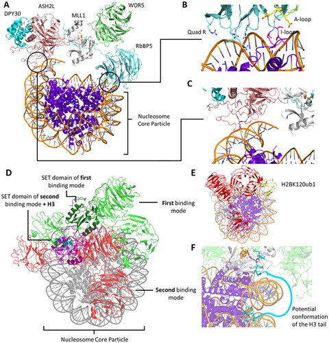 Figure 12. Structural organization of the MLL1 SET-WRAD complex. A| Structure of the MLL1 SET domain (white) associated with WDR5 (green), RBBP5 (light blue), ASH2L (rose) and DPY30 (cyan) bound to a nucleosome core particle (NCP, purple) (PDB 6PWV). B| Distinct features of the interaction between RbBP5 and the nucleosome like the quad-R residues, A-loop, I-loop. C| The ASH2L IDR interacts with the NCP thereby facilitating the binding of the complex. D| MLL1 SET-WRAD binds to the NCP (grey) in two distinct binding modes. In the first binding mode, MLL1 SET (dark green) is positioned at the dyad barely interacting with the NCP (PDB 6PWV). Main interaction sites between MLL1 SET-WRAD complex and NCP are established by RbBP5 and ASH2L (WRAD colored green). In the second binding mode, RbBP5 (WRAD colored red) rotates clockwise and MLL1 SET (magenta) is positioned on top of the NCP disk, binding to the H3 histone tail (spheres, cyan, PDB 6KIX (Xue et al. Citation2019)). E| Ubiquitination (yellow) of H2BK120 leads to shift towards the second binding mode of the MLL1 SET (white)-WRAD complex (red, PDB 6KIU (Xue et al. Citation2019)). F| The yeast MLL1 homologue Set1 (white) binds an H2BK120 ubiquitinated NCP in the second binding mode (PDB 6UH5). Histone tail residues H3A1-H3R8 (cyan) are resolved and the target lysine K4 (pink) is correctly bound in the SET domain active site. The H3 tail reaches out from the NCP and is not resolved due to its high flexibility and dynamic behavior. Potentially, it wraps around the nucleosomal DNA to establish a stable binding in the Set1 SET domain.