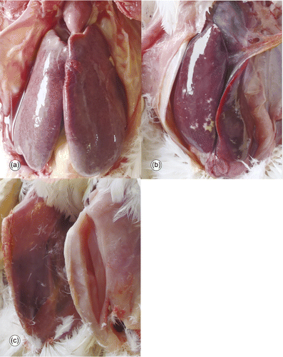 Figure 2. Macroscopic lesions in affected 23-week-old Farm A chickens. 2a: Diffusely enlarged liver. 2b: Congested enlarged liver and yellow foci. 2c: Pectoral muscles; normal (on left) and pale carcass on affected bird (on right).