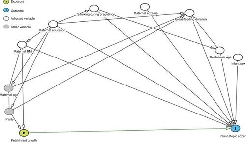Figure S2 Fetal and infant growth and atopic eczema DAG.Notes: Confounding variables: maternal BMI, maternal education, gestational age, and breastfeeding duration. Competing exposures (variables adjusted for to improve precision of model): maternal eczema, smoking during pregnancy, and infant sex.Abbreviations: BMI, body mass index; DAG, directed acyclic graph.