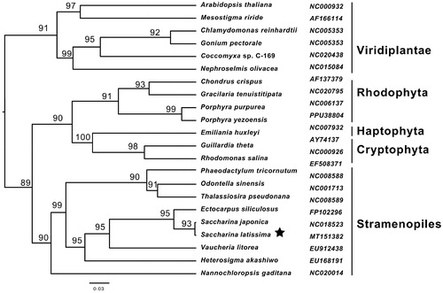 Figure 1. Phylogenetic tree of ML analyses based on complete chloroplast protein sequences of 22 species. Pentagrams stand for the species studied in this work.