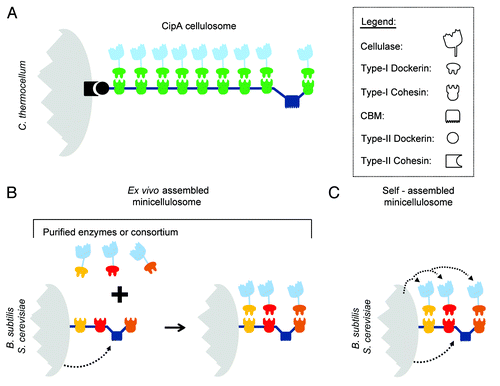 Figure 3. The prototypical CipA cellulosome and methods used to recombinantly display miniaturized cellulosomes (minicellulosomes). (A) Architecture of the prototypical CipA cellulosome produced by C. thermocellum. It houses 9 cellulases enzymes that are bound to the central scaffoldin protein, CipA.Citation23 Binding is mediated by type-I cohesin modules within CipA that interact with sub-nanomolar affinity with type-I dockerin modules present in the cellulases. CipA also contains a carbohydrate-binding module (CBM) that tethers the cellulosome complex to its substrate, as well as a type-II dockerin module located at its C-terminus that anchors the cellulosome complex to the cohesin module of cell wall associated proteins. (B) Ex vivo approach used to display minicellulosomes on the surfaces of B. subtilis or S. cerevisiae. The microbes secrete and display a scaffoldin protein that is displayed on their surface. Cellulase enzymes containing the appropriate type-1 dockerin module are incubated with the cells to construct the minicellulosome. The enzymes that are added to the cells are either purified enzymes or secreted by other microbes as part of a microbial consortium. Distinct colors are used to indicate species-specific type-1 dockerin and cohesin domains that selectively interact with one another to construct the minicellulosome. (C) Self-assembled approach used to display minicellulosomes on the surfaces of B. subtilis or S. cerevisiae. All of the components of the minicellulosome (scaffoldin and enzymes) are produced by the microbe and spontaneously assemble on the cell surface.