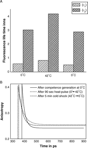 Figure 2.  Pulse excitation fluorescence of TMA-DPH bound to outer membrane of E. coli XL1Blue cells after the steps of competence generation (at 0°C), heat-pulse (0°C→42°C) and cold-shock (42°C→0°C). (A) Fluorescence life-times of TMA-DPH; (B) Time-resolved anisotropies of TMA-DPH.