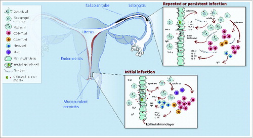 Figure 1. Model of C. trachomatis immunity and pathology. Following cervical infection, an early acute inflammatory response occurs, characterized by secretion of pro-inflammatory cytokines and recruitment of immune cells. Cytokine production by immune cells synergizes with ongoing immune responses that ultimately controls infection but also may cause pathology. C. trachomatis can ascend via the endometrium to the upper genital tract. As a consequence, local pro-inflammatory mediators and cytokines are produced. In an attempt to control the infection, Chlamydia-specific T cells and corresponding cytokines infiltrate the oviduct. These inflammatory responses, if persistent, may lead to fibrosis, scarring, and reproductive sequelae. Abbreviations: MMP, matrix metalloproteinases; SIgA, secretary immunoglobulin A; EBS, Chlamydia elementary bodies; MIP2, macrophage inflammatory protein-2.