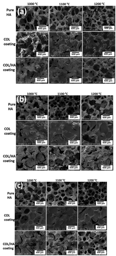 Figure 3. FE-SEM porous microstructures of pure and fabricated scaffolds at 95% (a), 75% (b) and 50% (c) compressive rate sintering at 1000°C, 1100°C, and 1200°C.