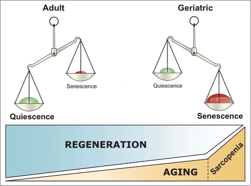 Figure 1. Satellite cell geroconversion disrupts muscle regeneration. Satellite cells stay quiescent in young and adult mice under normal conditions. During aging, geriatric satellite cells of sarcopenic muscles undergo derepression of p16INK4a, a regulator of cellular senescence, losing as a consequence their reversible quiescent state. Instead, they adopt a senescent-like state (becoming pre-senescent cells), which impairs the regeneration process by specifically preventing stem cell activation, proliferation and self-renewal.