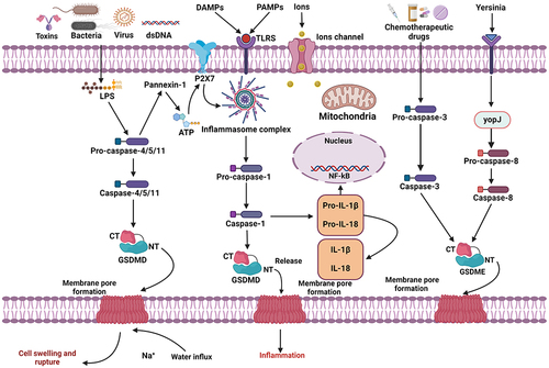 Figure 1 Cellular and molecular mechanisms of pyroptosis-related signaling pathways. Pyroptotic signaling pathways are mainly activated by the stimulation of damage-associated molecular patterns (DAMPs) or pathogen-associated molecular patterns (PAMPs), leading to the activation of a variety of inflammasome signals. The activated inflammasome proteins further activate the Caspase-1 signaling pathway. Then, activated Caspase-1 splits GSDMD protein molecules to produce GSDMD N-fragment and plasma membrane pores, resulting in pyroptosis-dependent cell death. Furthermore, the Caspase-1 pathway triggers the formation and maturation of IL-1β and IL-18 inflammatory factors. In addition, LPS binds to Caspase-4/5/11 precursor, which further activates pyroptosis-regulated cell death through the formation of GSDMD-dependent pores in the cytoplasmic region. Caspase-3/GSDME can also induce pyroptosis-mediated cell death. Furthermore, mitochondrial and death receptors can trigger the Caspase-3 pathway. The activated Caspase-3 splits GSDME to produce GSDME N-fragment, which further creates plasma membrane pores, cell contraction and rupture, resulting in pyroptosis-mediated cell death.
