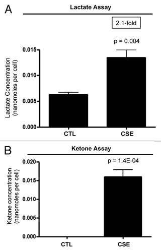 Figure 4. CSE-treatment increases the production of L-lactate and ketone bodies. hTERT-fibroblasts were treated with 10% CSE every 2 days for 6 days. In the last 2 days, fibroblasts were incubated with assay media (phenol-free DMEM supplemented with 2% FBS) supplemented with 10% CSE or left untreated. Then, the media was collected and used to measure L-lactate and ketone production in CSE-treated fibroblasts. Metabolite concentrations were normalized by total cell number. (A) Multiple exposures to CSE doubled L-lactate production in hTERT fibroblasts. p values are as shown. (B) Multiple exposures to CSE greatly induced β-hydroxybutyrate production in hTERT fibroblasts. p values are as shown.