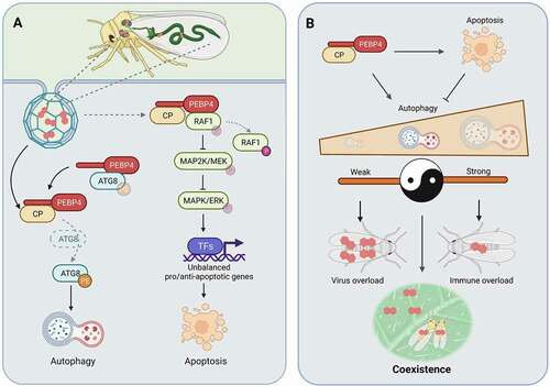 Figure 1. PEBP4 coordinates intracellular immune balance in whitefly to coexist with TYLCV infection. (A) Dual-activation effects of PEBP4 on whitefly apoptosis and autophagy. (B) Autophagy intensity is dynamically shaped by CP-PEBP4 and apoptosis. P, phosphorylation; PE, phosphatidylethanolamine; dashed line, dissociation; gray whitefly, reduced survivorship. This figure was created with BioRender.com.