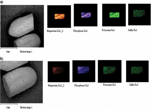 Figure 3 EDX mapping for one whole kernel of WR which has been cut into two equal halves showing elements detected therein: (a) upper half of WR; (b) lower half of WR. (Color figure available online.)