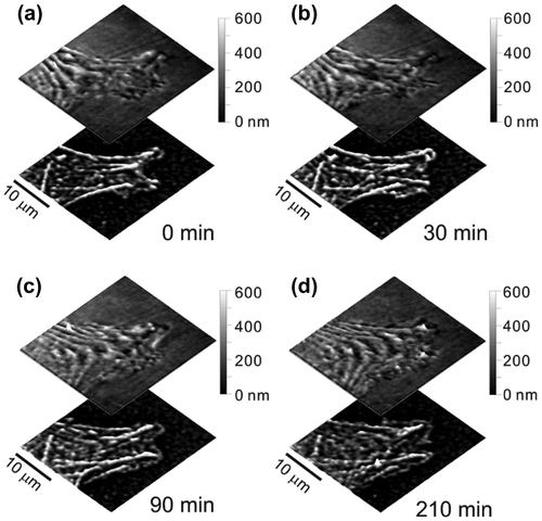 Figure 3. Time-lapse images of the membrane topography and actin in a lamellipodium of a living fibroblast.