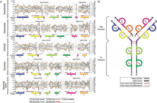 Figure 3. Hydrogen-deuterium exchange-mass spectrometry analysis of mAbs before and after incubation at the ICH-stipulated accelerated aging conditions. Butterfly line plots comparing deuterium uptake of control samples (top half) and those subjected to 6 months accelerated aging (bottom half), under the various deuterium incubation period studies (a). Relative difference uptake bar charts compare the sum difference in deuteration between the control and accelerated aging samples (a). Colored bars are used to highlight the position of the respective peptides relative to the core domains of the mAb, highlighted on the representative IgG1 structure (b).Citation51,Citation52 Peptides with relative difference values exceeding a significance threshold of ±1 Da are highlighted using the black and red striped bars. Sequence coverage maps for all mAbs studied are shown in the supporting information (SI Figure 3).