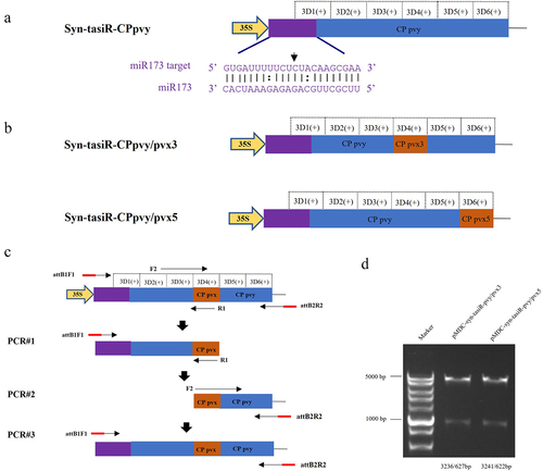 Figure 3. The design of syn-tasiRnas targeting both PVY and PVX. (A) The design of the syn-tasiR-CPpvy expression vector targeting the CP gene of PVY; (B) Based on the syn-tasiR-CPpvy expression vector, the siRNA sequence targeted different positions of the PVX CP gene to create different syn-tasiR-CPpvy/pvx expression vectors. (C) The schematic model of overlap PCR for cloning the constructs of syn-tasiRnas targeting PVY and PVX; (D) the digestion of plasmids using the restriction enzyme Pst I to confirm the expression vectors of pMDC32-syn-tasiR-CPpvy/pvx.