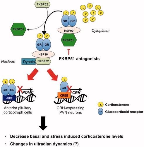 Figure 3. Hypothetical mechanisms underlying the effects of a FKBP51 antagonist administration on HPA axis activity. GR is normally localized in the cytosol in a complex with chaperone proteins including FKBP51. CORT increased during stress or at circadian peak induces the detachment of GR from FKBP51 and its binding to FKBP52, leading to GR nuclear translocation and binding to DNA. GR expressed in the anterior pituitary and PVN regulates CORT negative feedback by reducing POMC and CRH synthesis, respectively. Treatment with a FKBP51 will facilitate GR binding to FKBP52 thus GR genomic effect and negative feedback inhibition. This will ultimately result in decreased CORT secretion, and presumably in changes in ultradian rhythmicity.