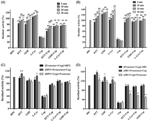 Figure 5. Effects of incubation time and order of component addition on coptisine (Cop)-modified HPU (A and C) and JBU (B and D). Urease activity was measured after incubation for 5, 10, 20, or 30 min. The compounds in brackets were pre-incubated for 20 min, and an additional 20-min incubation was performed after the last compound (outside of the brackets) was added. 1.25 mM thiol-containing compound and 2.5 mM Cop were used. 1.25 mM thiol compound without coptisine served as controls. Results are shown as means ± SD of three independent tests. One-way ANOVA revealed significant differences compared to the first column for each group and the Cop alone treatment group; *p < 0.05, **p < 0.01, and ##p < 0.01.