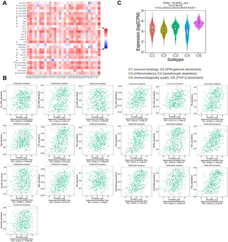 Figure 5 Correlation analysis of PLXDC1 expression and immune cell infiltration in the TME of gastric cancer. (A) Heatmap demonstrating the correlation of PLXDC1 expression with immune cell infiltration in pan-cancer. Red represents positive correlation and blue represents negative correlation. The deeper color indicates the stronger correlation. (B) Correlation analysis of PLXDC1 expression and immune cell infiltration in the TME of gastric cancer. (C) Correlation analysis of PLXDC1 expression and infiltration of immune subtypes in gastric cancer. *P value < 0.05.
