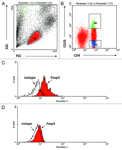 Figure 3. Representative plot illustrating gating strategy. (A) Lymphocytes were gated according to forward and side scatter (R1), (B) CD4+CD25+ lymphocytes (R2), CD4+CD25− lymphocytes (R3). From the gated lymphocyte population, the total Foxp3 expression and isotype control were analyzed (C) (R2) and (D) (R3).
