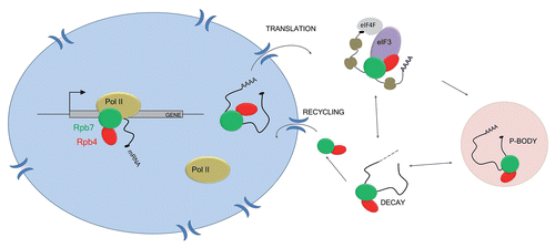 Figure 1 Rpb4/7 is involved in transcription, translation and mRNA decay. Rpb4/7 associates with the core RNA polymerase II (pol II) subunits during elongation and is loaded cotranscriptionally on specific transcripts. In the cytoplasm, Rpb4/7 recruits eIF3 and promotes translation initiation. During stress, Rpb4/7 follows mRNA to P bodies and favors the return of transcripts to polysomes after stress. In addition, Rpb4/7 can promote the degradation of its target mRNA, via polyA tail shortening, followed by exonuclease degradation. As Rpb4/7 actively shuttles between the nucleus and cytoplasm, it can be re-imported to the nucleus.