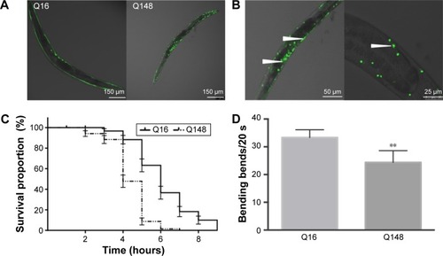 Figure 2 PolyQ-GFP protein distribution, survival rate and bending frequency in C. elegans Huntington disease model, carrying different length of polyQ (Q16 and Q148).