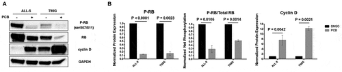 Figure 2. PCB inhibits RB phosphorylation and increases cyclin D expression. A. Whole cell extracts were prepared from ALL-5 or T98G cells treated with 0.1% DMSO or 1 µM PCB for 72 h or 48 h, respectively, and subjected to immunoblot analysis for RB, phospho-RB (Ser 807/811), cyclin D, or GAPDH as a loading control. B. Protein expression was quantified by determining band intensity using ImageJ. Data shown are mean ± S.D. (n = 3).
