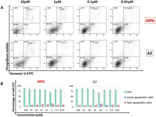 Figure 3. Detection of cell apoptosis in PBMCs by Annexin V-PI staining assay using flow cytometry. (A) Representative scatter plots of cells treated with different concentrations (10; 1; 0.1 and 0.01 µM) of MPA and A2 for 72 h and stained with Annexin V-FITC and propidium iodide (PI). (B) Cells divided into three groups according to Annexin V/PI results: living cells (Annexin − PI−); early apoptotic cells (Annexin + PI−) and late apoptotic cells (Annexin + PI+).