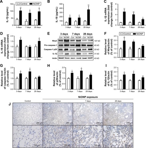 Figure 3 NiONPs induce NLRP3 inflammasome activation and cytokine release in vivo.Notes: IL-1β (A) and IL-18 (B) were measured in BALF supernatants (n=4). After exposure, AMs were isolated and cultured, and the inflammatory responses were detected by real-time PCR (C, D). Nlrp3, pro-caspase-1 (p45), caspase-1 (p20), and IL-1β were detected by Western blotting (E), and the fold changes were quantified (F–I). Immunohistochemical analysis of NLRP3 expression in vehicle control vs NiONP-treated rats at 3 days, 7 days, and 28 days after exposure (J). The results are expressed as a percentage of the vehicle control group, which is set at 100%. The values are presented as mean ± SEM; *P<0.05 and **P<0.01 vs the vehicle control group.Abbreviations: AM, alveolar macrophage; BALF, bronchoalveolar lavage fluid; IL, interleukin; NiONP, nickel oxide nanoparticle; PCR, polymerase chain reaction; SEM, standard error of the mean.