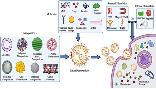 Figure 1. Graphical representation of the nanomedicine targeting tumor (Created with BioRender).