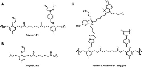 Figure S1 Structure of polymers. Polymers synthesized and utilized for the preparation of the PTX-loaded P1 NPs (A) and P2 NPs (B). (C) AlexaFluor 647 conjugated NPs (only showed for P1)