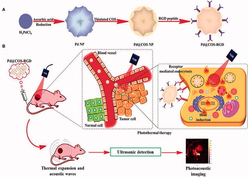 Figure 7. Preparation (A), functionalization and tumor targeting (B) of palladium nanoparticles (Bharathiraja et al., Citation2017).