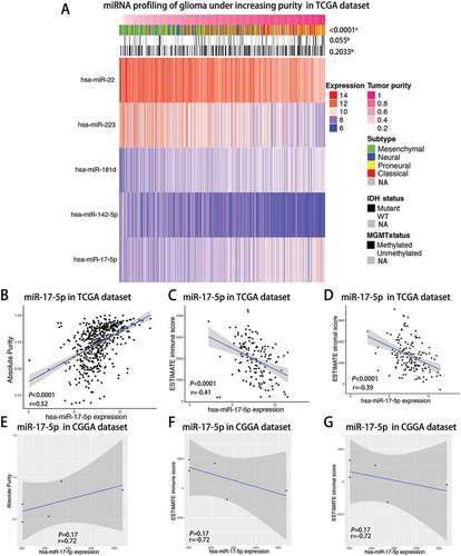 Figure 1. Landscape of miRNAs, clinical and molecular characteristics in association with glioma purity.A, TCGA RNAseq sets were arranged in an increasing order of GBM purity. The relationship between GBM purity and patients’ characteristics was evaluated (a, The distribution of GBM purity among several groups was assessed using one-way ANOVA.b, The distribution of GBM purity was assessed using the Student t test between two groups.) B-D, Correlation of miR-17-5p expression with GBM purity(B), ESTIMATE immune score(C) and ESTIMATE stromal score(D) in the TCGA cohort of GBM patients using Spearman analysis. E-G, Correlation of miR-17-5p expression with GBM purity(E), ESTIMATE immune score(F) and ESTIMATE stromal score(G) in the CGGA cohort of GBM patients using Spearman analysis.