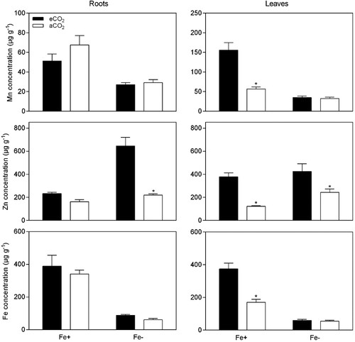 Figure 6. Effect of eCO2 on the micronutrient concentrations from soybean plants grown in Fe-sufficient (20 μM Fe-EDDHA) and Fe-deficient (0.5 μM Fe-EDDHA) conditions. Data are mean ± SEM (n = 5). *, Significant differences (P < 0.05) between aCO2 and eCO2 treatments.