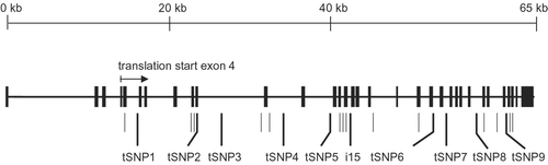 Figure 1 Map of theABCA3 gene showing the positions of exons (black bars) and polymorphisms (short and long lines) genotyped in the initial population screen of 176 infants. The positions of tagging single nucleotide polymorphisms (tSNPs) and intron‐15 length variation (i15) are indicated by long lines.