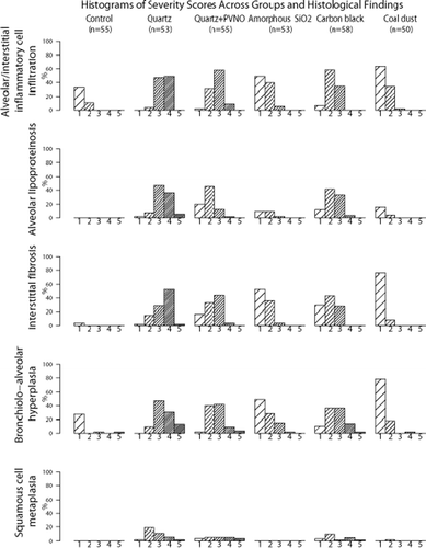 Figure 2.  Histograms of severity scores across groups and histological findings Percent (%) of animals with the corresponding severity score of the histological finding 1: very slight 2: slight 3: moderate 4: severe 5: very severe.