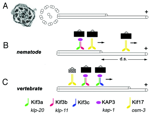 Figure 1. Some key features of ciliary kinesins. (A) An electron micrograph of a cross section through a cilium in zebrafish (left, from ref. Citation64) and a schematic representation of ciliary microtubules (right). Inside the ciliary shaft, microtubules form nine doublets that point their plus ends toward the tip of the cilium. These doublets frequently continue as single microtubules in the distal region, sometimes referred to as the “distal segment” of the cilium (d. s.). The portion of the cilium occupied by single microtubules is highly variable in different cells. (B and C) Kinesins are microtubule-dependent motors that transport cargo toward plus ends of microtubules. In all species examined so far, the heterotrimeric kinesin-2 (also known as kinesin-II) plays a major role in ciliary transport. It consists of two distinct motor subunits and an accessory subunit (KAP3). In C. elegans, two genes encode kinesin-II motor subunits (B). In vertebrates, on the other hand, these motor subunits are encoded by at least three loci (C). Their protein products are thought to assemble into complexes containing the Kif3a subunit, and either Kif3b or Kif3c. Thus at least two distinct Kinesin-II complexes appear to function in vertebrates. In addition to the heterotrimeric kinesin-2, the homodimeric kinesin-2, in vertebrates encoded by the kif-17 gene, contributes to ciliary transport. In C. elegans, this kinesin is frequently redundant with Kinesin-II and plays a major role in cilia formation. In at least one group of cells, the homodimeric kinesin-2, but not the heterotrimeric one, is necessary for the formation of the distal segment. In vertebrates, the homodimeric kinesin-2 appears to play a less significant role. It may transport unique cargos and/or kinesin-II cargos. There is no evidence that the formation of single microtubules in the distal portion of vertebrate cilia requires kinesins that differ from these that function in the formation of microtubule doubles. Kinesins of other families also contribute to ciliary transport (not shown). Verterbrate and C. elegans nomenclature is provided at the bottom of the figure.