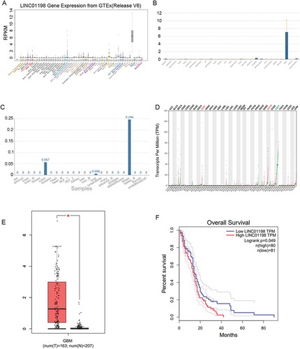 Figure 1. LINC01198 was up-regulated in GBM. (A–C) LINC01198 expression profiles in human normal tissues from UCSC, NCBI and NONCODE. (D) LINC01198 expression pattern in different cancer types. Data were obtained from TCGA. (E, F) LINC01198 expression in GBM tissues and its association with GBM prognosis were all obtained from TCGA database.