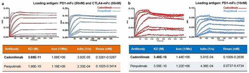 Figure 3. Cadonilimab demonstrates preferential higher avidity binding to higher density of PD-1 and CTLA-4. In a Fortebio assay, cadonilimab showed higher binding avidity with a (a) high density of PD-1 and CTLA-4, where PD-1 (50 nM) and CTLA-4 (50 nM) were loaded onto the sensor, compared with (b) that of a relative low density of PD-1, where PD-1 (10 nM) was loaded onto the sensor. Penpulimab (parental PD-1 antibody of cadonilimab) showed similar binding avidity under these antigen conditions (a) and (b).