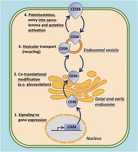 Figure 3. Illustration of the four distinct levels at which the functioning of CD36 in cardiomyocyte fatty acid uptake can be modulated. 1. Intervention of signaling pathways affecting CD36 gene expression; 2. Intervention in co-translational modification of CD36, in particular its glycosylation; 3. Modulation of reversible vesicular transport of CD36 between an endosomal storage compartment and the sarcolemma (subcellular recycling); 4. Influencing CD36 palmitoylation, its insertion into the sarcolemma, and putative activation (e.g. interaction with other membrane-associated proteins)