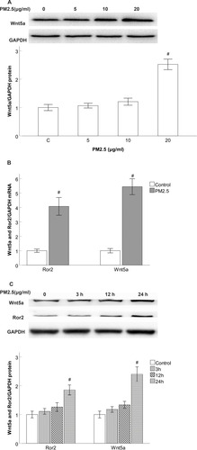 Figure 3 Wnt5a and Ror2 expression is induced by PM2.5 stimulation in HBECs.