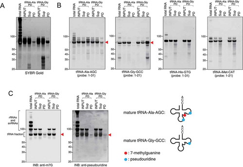 Figure 4. Endogenous mature tRNAs can be also purified. Mature tRNA-Ala-AGC (tRNA-Ala) and tRNA-Gly-GCC (tRNA-Gly) were pulled down using gel-purified mature tRNA fraction. (A) SYBR Gold staining and (B) Northern blotting for tRNA-Ala-AGC, tRNA-Gly-GCC, tRNA-His-GTG and tRNA-iMet-CAT. (C) INB for 7-methylguanosine (m7G) and pseudouridine modifications. In pulldown (PD) fraction, bands indicated by red arrowheads show the purified specific tRNAs. m7G and pseudouridine modifications are indicated as red circle and blue circle, respectively. Sup: supernatant fraction, PD: pulldown fraction.