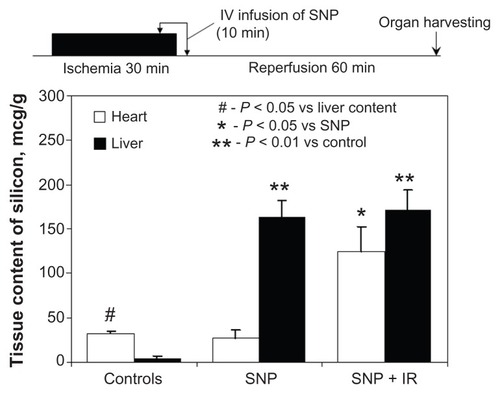 Figure 4 Biodistribution of nonmodified silica nanoparticles in a rat model of myocardial ischemia-reperfusion. Top, experimental protocol; bottom, silica content in the heart and liver samples.Abbreviations: SNP, silica nanoparticles; IR, ischemia-reperfusionIV, intravenous.