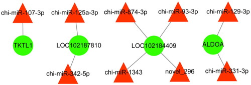 Figure 6. Potentially functional miRNAs and their predicted targeted genes compose this interactive network. The red triangle and green circles represent miRNAs and their targeted genes, respectively. The straight lines indicate the interaction.