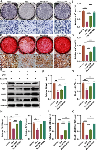 Figure 3 Effect of Exosome-MS on osteogenic differentiation of BMSCs. (A) Alkaline phosphatase (ALP) was conducted in various treatment groups (scale bar = 100 μm). (B) The statistical analysis was performed to quantify the area of ALP staining. (n=3) (C) Alizarin red staining was conducted in various treatment groups (scale bar = 100 μm). (D) The statistical analysis was performed to quantify the area of Alizarin red staining. (n=3) (E) Under the condition of dexamethasone induction, the impact of Exosome-MS on the expression levels of Runx2, ALP, BMP2, and OPN in BMSCs was determined by Western blotting. (F–I) Relative quantification of Runx2, ALP, BMP2, and OPN expression levels was carried out. (n=3) (J–K) Real-time PCR was used to confirm the expression levels of BMP2 and Runx2 in different experimental groups. The data are expressed as the mean ± SD (n = 3); *p < 0.05; **p < 0.01; ***p < 0.001.