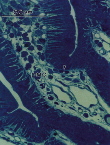 Figure 1. Light micrograph of thick section through part of an intestinal villus to show toluidine blue-stained degranulated mast cells (DMC). Empty vacuoles are indicated by arrow heads.