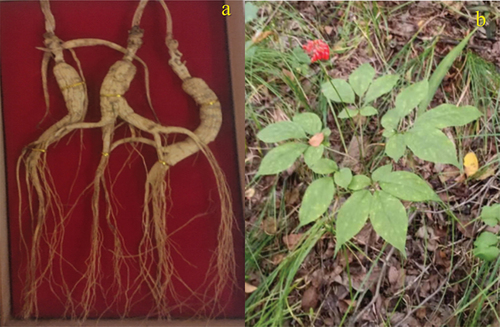 Figure 1. Single ginseng plant from field in Changbai Mountain, Jilin Province, China.