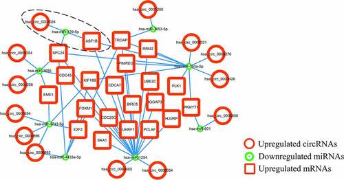 Figure 6. The circRNA-miRNA-mRNA ceRNA network