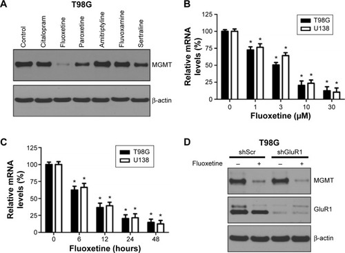 Figure 1 Fluoxetine reduces MGMT expression in glioma cells.