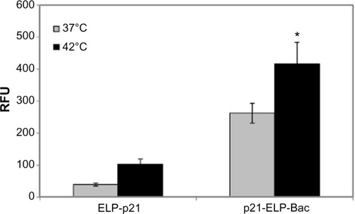Figure 4 Uptake of p21-ELP-Bac and ELP-p21 in S2013 cells.