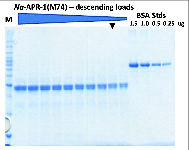 Figure 5. Analysis of the final purified Na-APR-1 (M74) protein on a 10% SDS-PAGE gel. Arrowhead indicates a 1.0 μg load. All samples were diluted with 1/5th volume 5x SDS loading dye and loaded in descending volumes from15 μL to 6 μL in 1 μL increments.